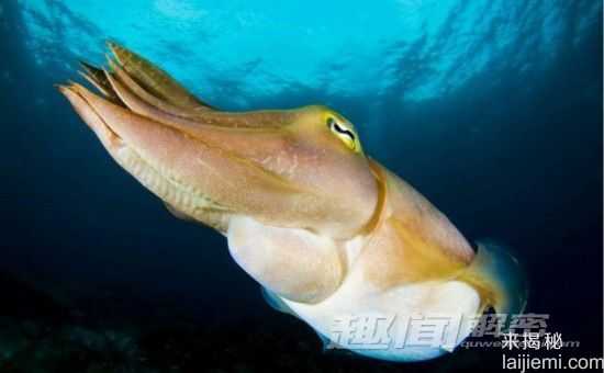 闪爆你的眼球！神秘诡异的深海生物840 / 作者:UFO来啦 / 帖子ID:66022