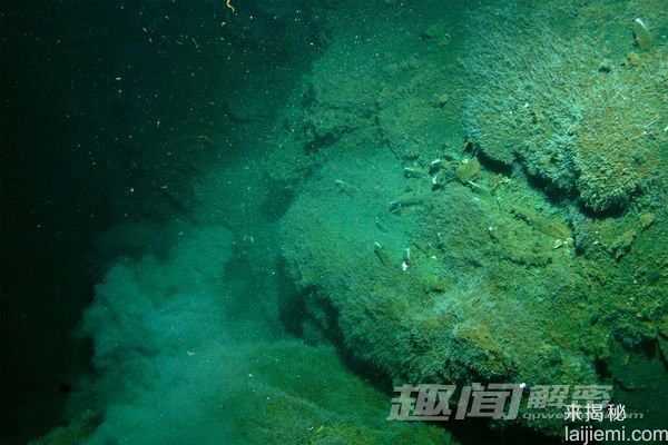 探秘深海峡谷中的“外星生物”744 / 作者:UFO来啦 / 帖子ID:60962