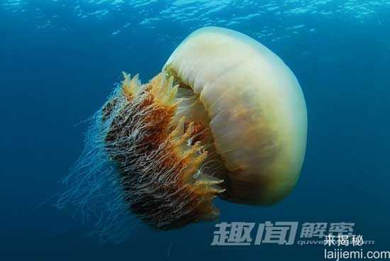 “不死水母”身上探索长生不老的机会329 / 作者:UFO外星人爱好者 / 帖子ID:60202