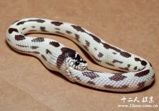 环箍蛇：因为无聊咬自己尾巴的生物(不会咬死自己)511 / 作者:UFO来啦 / 帖子ID:64945