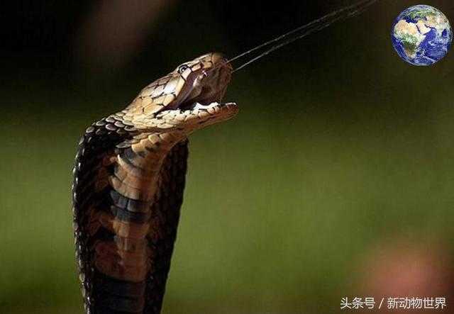 10种毒蛇的毒液可以喷出2米远，全部都是眼镜蛇974 / 作者:UFO来啦 / 帖子ID:61094