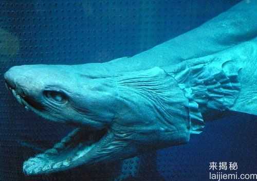 1451个海洋动物新种被发现：巨型剧毒水母50 / 作者:UFO来啦 / 帖子ID:61117