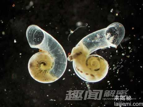 澳大利亚地下发现九种新物种 地下蜗牛709 / 作者:UFO来啦 / 帖子ID:64769
