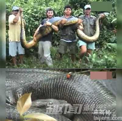 劲爆！盘点全球“千年成妖”的动物657 / 作者:UFO来啦 / 帖子ID:62361