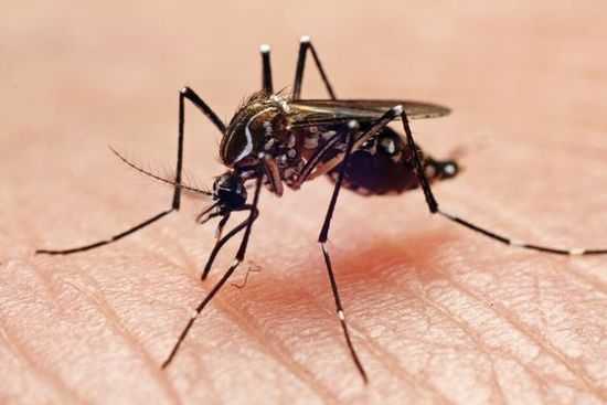 世界上15大致命生物排行榜 ：蚊子每年致75万人死亡，更可怕的是人类343 / 作者:UFO来啦 / 帖子ID:61560