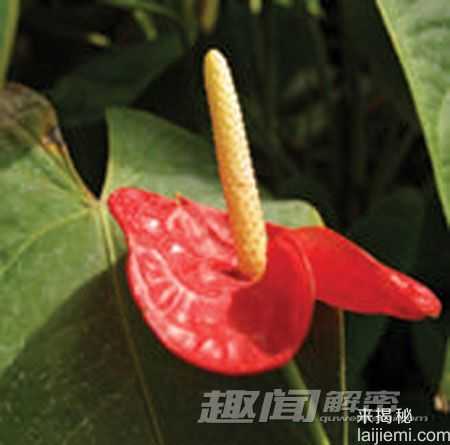 揭秘：可能致命的十大有毒观赏植物233 / 作者:UFO来啦 / 帖子ID:64035
