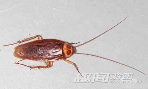 大开眼界！盘点10种身怀绝技的昆虫245 / 作者:UFO来啦 / 帖子ID:63343