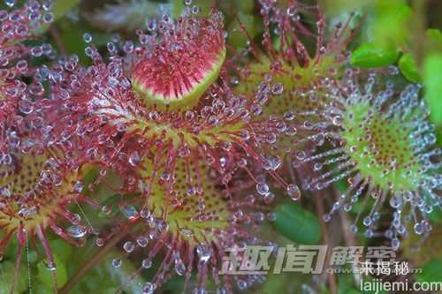 致命诱惑 十大美丽的食虫植物928 / 作者:UFO来啦 / 帖子ID:65614
