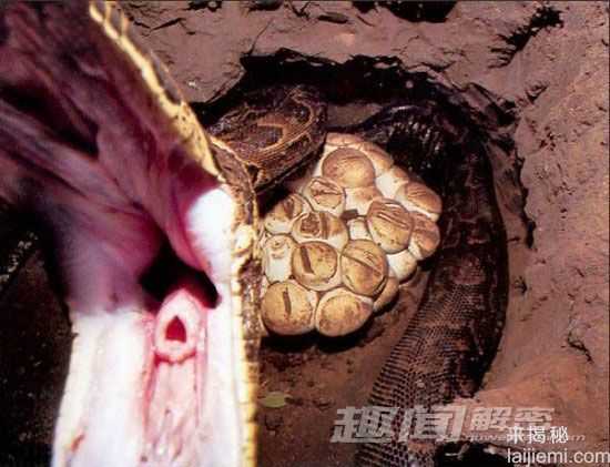 震惊：牛人冒死追踪拍摄巨蟒！275 / 作者:UFO来啦 / 帖子ID:66110