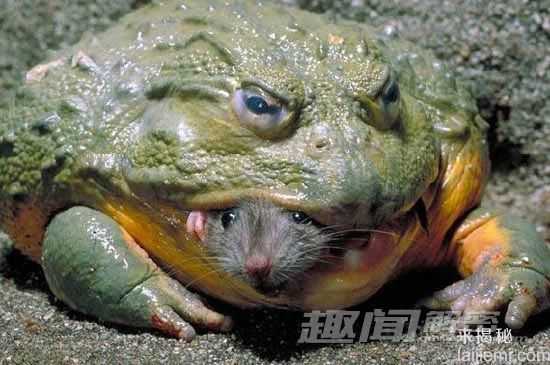 非洲巨型牛蛙 堪称地狱猎食者236 / 作者:UFO来啦 / 帖子ID:66129