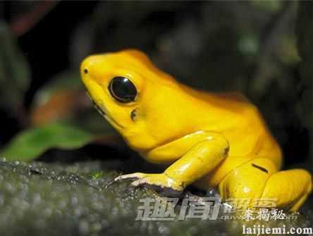 奇毒无比!揭秘地球上最毒的死亡之蛙188 / 作者:UFO来啦 / 帖子ID:63452 奇毒无比!揭秘地球上最毒的死亡之蛙188 / 作者:UFO来啦 / 帖子ID:63452