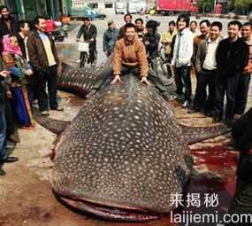 盘点全球人类捕获的巨型大鱼121 / 作者:UFO来啦 / 帖子ID:65094