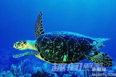 存活上亿年-揭开神秘海洋动物长寿之谜825 / 作者:UFO来啦 / 帖子ID:63514