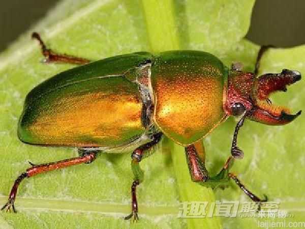 身价是大熊猫20倍！世界最贵动物盘点551 / 作者:UFO来啦 / 帖子ID:65869