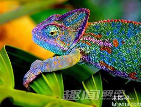 盘点：世界十大颜色最怪异的动物336 / 作者:UFO来啦 / 帖子ID:65206
