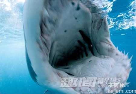 奇闻！史前巨齿大鲨鱼竟复活564 / 作者:UFO来啦 / 帖子ID:63473