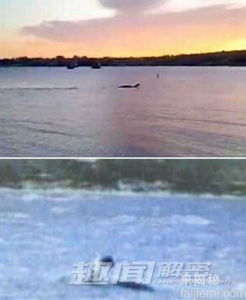 曝光！全球真实拍摄到的水怪照片（图）873 / 作者:UFO来啦 / 帖子ID:64175
