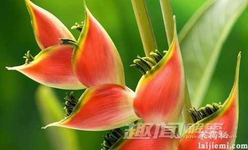 植物也会得性病 传播方式比人类直接654 / 作者:UFO来啦 / 帖子ID:64447