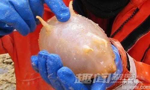 最罕见的动物大盘点：长着人脸的螃蟹956 / 作者:UFO来啦 / 帖子ID:64231