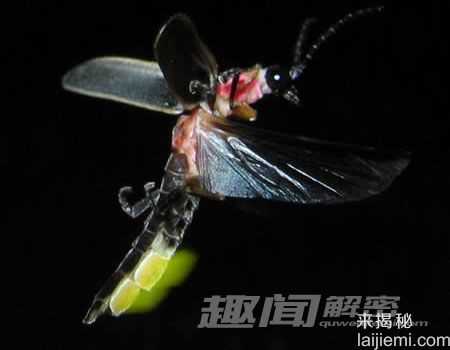 盘点全球十大会发光的奇妙生物498 / 作者:UFO来啦 / 帖子ID:65097