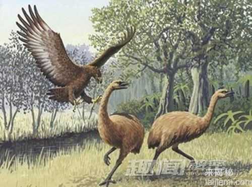 5大神秘的“空中巨霸” 新西兰食人鸟523 / 作者:UFO来啦 / 帖子ID:61292