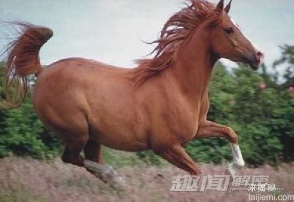 身价是大熊猫20倍！世界最贵动物盘点242 / 作者:UFO来啦 / 帖子ID:65869