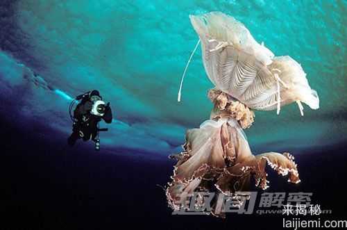 六种最奇特的动物-螺纹齿鲨有电锯牙齿123 / 作者:UFO来啦 / 帖子ID:62283