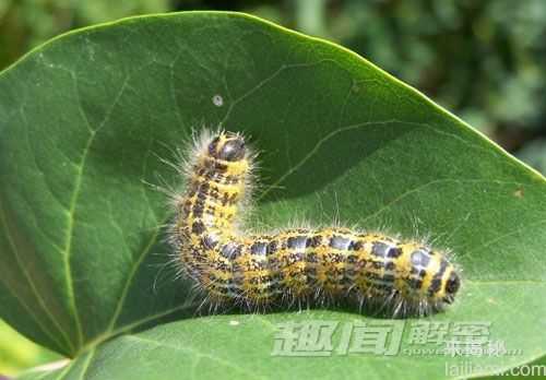 自然界中让人意想不到的十大杀手209 / 作者:UFO来啦 / 帖子ID:65596