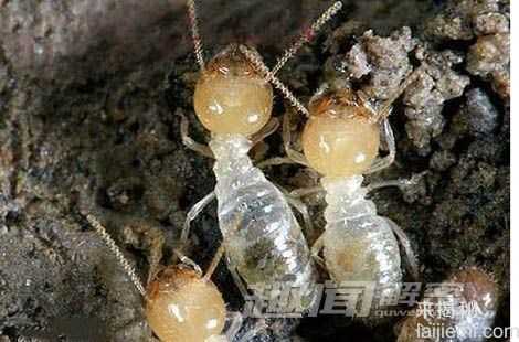 白蚁蚁后如何解决家族乱伦问题?231 / 作者:UFO来啦 / 帖子ID:64994 白蚁蚁后如何解决家族乱伦问题?231 / 作者:UFO来啦 / 帖子ID:64994