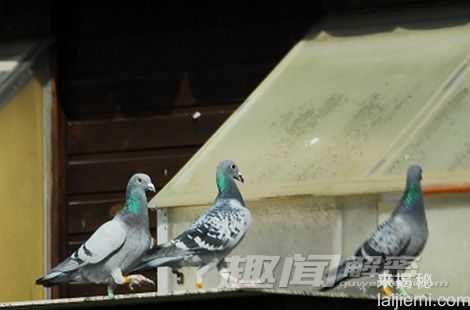 怪异行为:动物求偶为何专找难看异性?232 / 作者:UFO外星人爱好者 / 帖子ID:60551 怪异行为:动物求偶为何专找难看异性?232 / 作者:UFO外星人爱好者 / 帖子ID:60551