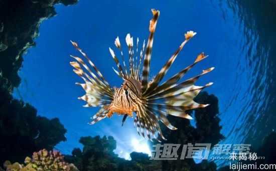 闪爆你的眼球！神秘诡异的深海生物453 / 作者:UFO来啦 / 帖子ID:66022