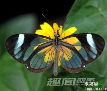 全球十大透明动物大揭密-罕见玻璃蛙189 / 作者:UFO来啦 / 帖子ID:62144