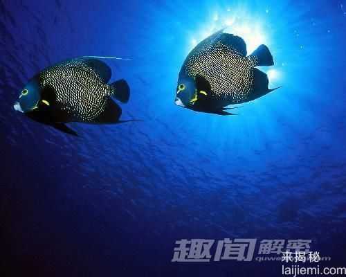 自然界中对爱情最忠贞的十一种动物566 / 作者:UFO来啦 / 帖子ID:65595