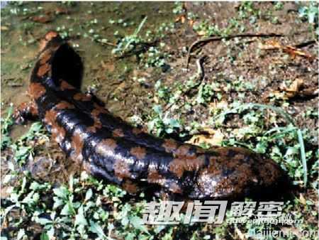 四川地陷竟爬出巨兽(组图)752 / 作者:UFO来啦 / 帖子ID:62989