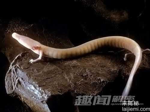 拥有绝食超能力的动物：可十年不吃不喝545 / 作者:UFO来啦 / 帖子ID:63884