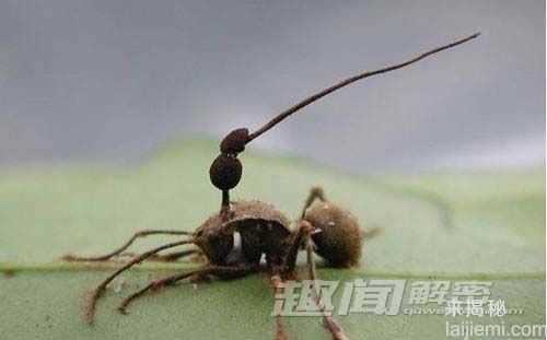 动物世界十大诡异“进餐礼仪”509 / 作者:UFO来啦 / 帖子ID:62399