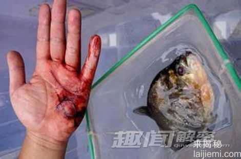 盘点：全球最恐怖的生物入侵事件281 / 作者:UFO来啦 / 帖子ID:65216