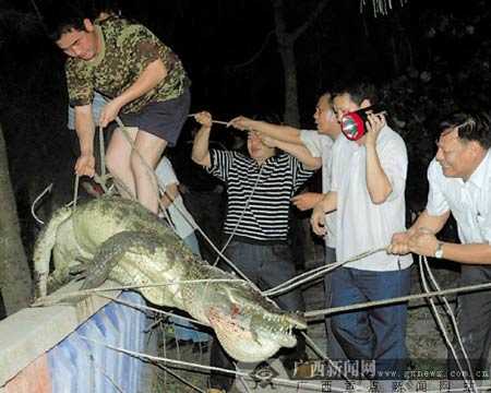 鳄鱼吃人事件：广西北海鳄鱼吃人事件274 / 作者:UFO外星人爱好者 / 帖子ID:58591