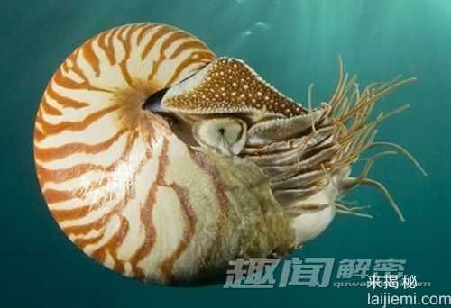 盘点自然界十大动植物活化石287 / 作者:UFO来啦 / 帖子ID:65172
