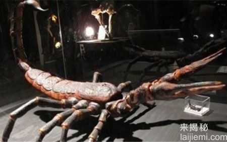 恐龙弱爆了！十大已灭绝的远古巨型怪物31 / 作者:UFO来啦 / 帖子ID:63798