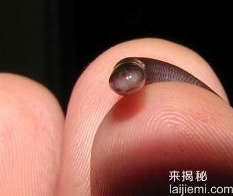 大开眼界！盘点地球上最小的11种动物675 / 作者:UFO来啦 / 帖子ID:63344