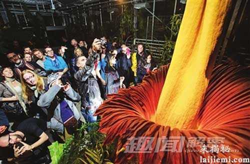 巨型魔芋为何会有尸臭味 到底有多臭？509 / 作者:UFO来啦 / 帖子ID:63642