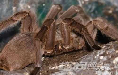 惊！盘点世界上十大最毒蜘蛛排行榜914 / 作者:UFO来啦 / 帖子ID:63821