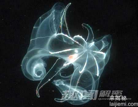 盘点全球十大会发光的奇妙生物912 / 作者:UFO来啦 / 帖子ID:65097