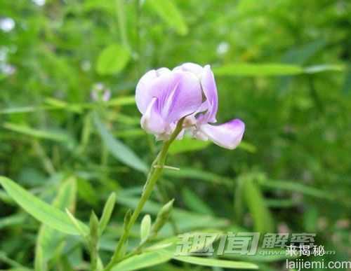 揭秘将绝迹的珍稀植物跳舞草为什么会跳舞505 / 作者:UFO来啦 / 帖子ID:63977