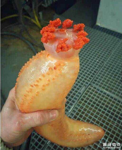 战斗民族渔夫分享了他捕获的各种珍奇深海生物，这根本就是异形吧！182 / 作者:UFO来啦 / 帖子ID:63862
