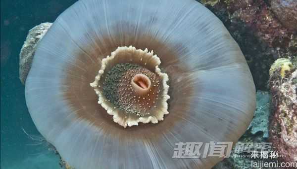 苍鹭岛潜水 探秘大堡礁海底迷宫53 / 作者:UFO来啦 / 帖子ID:65626