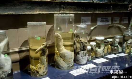 瞠目结舌：探秘冰岛动物生殖器博物馆35 / 作者:UFO来啦 / 帖子ID:65267