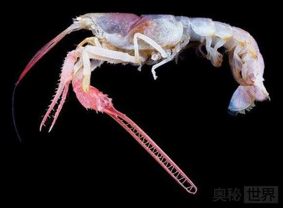 新发现的奇特物种：雪人蟹，冰海天使，鱿鱼蠕虫，胖头杜父鱼，毒海蛤蝓793 / 作者:UFO来啦 / 帖子ID:64086