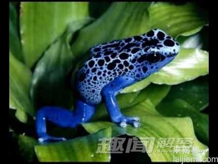 10种听起来无趣但却天赋异禀的生物746 / 作者:UFO来啦 / 帖子ID:61129